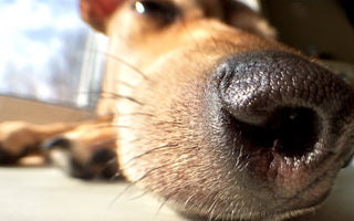 Unleashing the Benefits: The Importance of Dog Chews for Canine Well-being - Chewsday