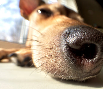 Unleashing the Benefits: The Importance of Dog Chews for Canine Well-being - Chewsday